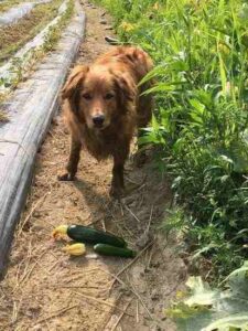 The Making of a Vegetable Herding Dog Image